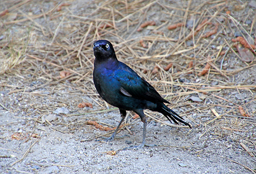 Passeriformi della California